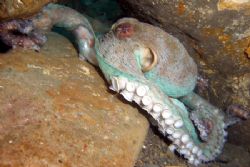 Octopus in his Lair, Making for the Back Door - The octop... by David Drake 